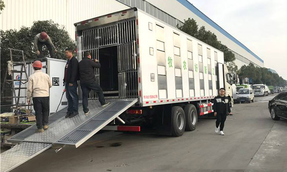 福田欧曼前四后八运猪车猪仔运输车