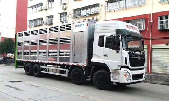 东风天龙全铝合金运猪车
